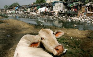 A cow feeds on plastic bags and other garbage along a stream in New Delhi, India