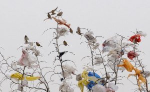 Birds on a tree among plastic materials in Changzhi, Shanxi province