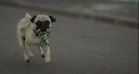 Pug running behind a bus